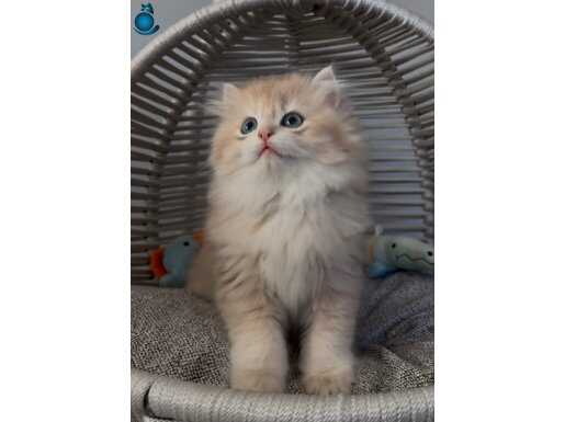 Yakışıklı british golden longhair bir prens
