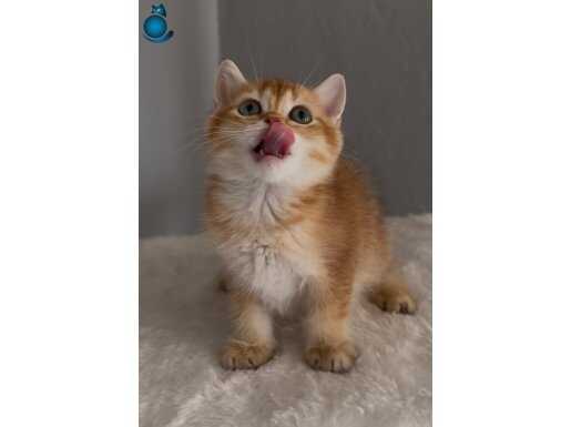 Sevimli mi sevimli safkan British golden bir bebek