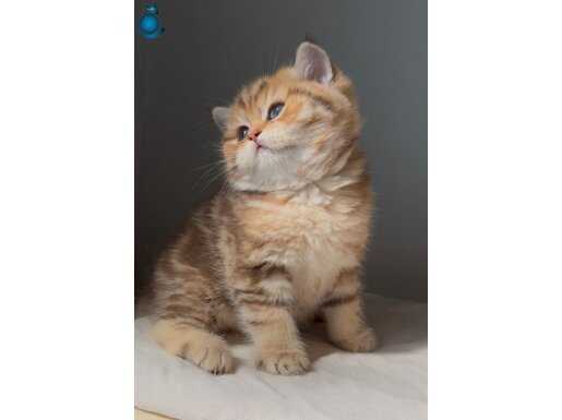 Tam yemelik orijinal british shorthair bir erkek