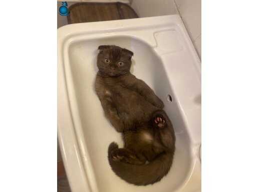 Scottish fold brown erkek