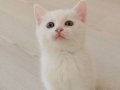 Yeşil gözlü, beyaz tüylü Van kedisi 