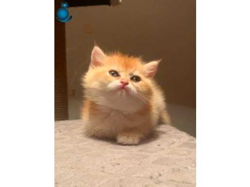 Golden British Shorthair Ny 12 yavrular