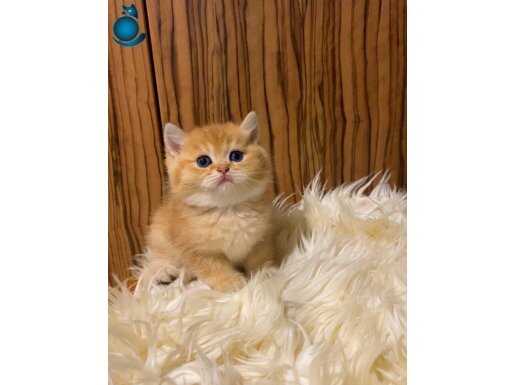 Erkek British Shorthair Golden Yavrular