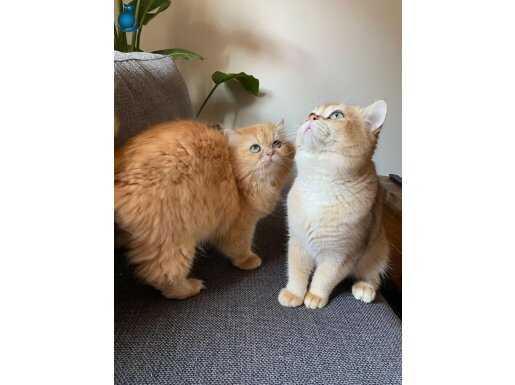 British Shorthair Golden Erkek ve Dişi