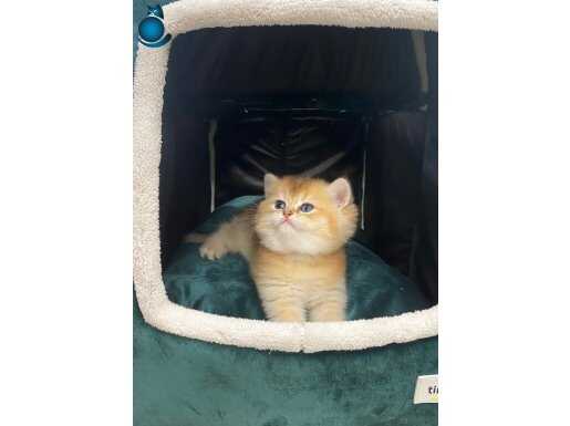 British Shorthair Orjinal Golden Yavrular