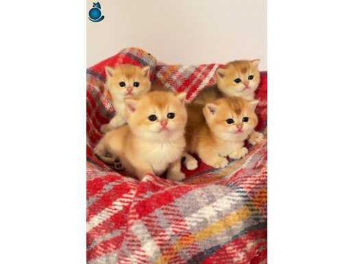 Golden Orjinal Ny 12 British Shorthair Yavrular