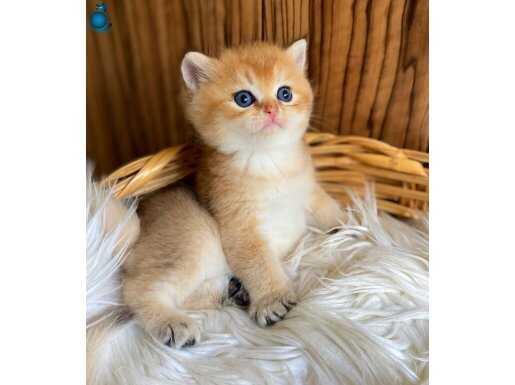 British Shorthair Golden Orjinal Ny12 Ny11 Erkek
