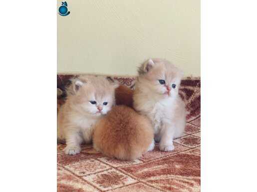 Orjinal British Longhair Yavrular