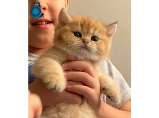Golden British Shorthair Yavrular