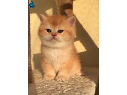 Orjinal Golden British Shorthair Yavrular
