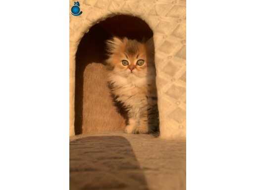 Orjinal British Golden Bebekler