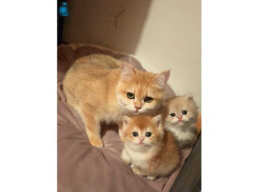 British Shorthair Golden Safkan Yavrular