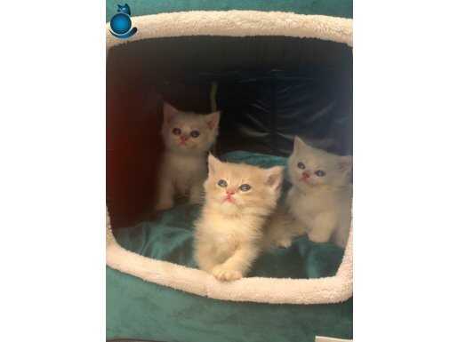 British Shorthair & Longhair Safkan Yavrular