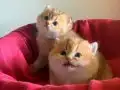 British Shorthair Golden Cy12 ve Ny12 Yavrular