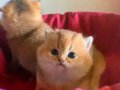 British Shorthair Golden Cy12 ve Ny12 Yavrular