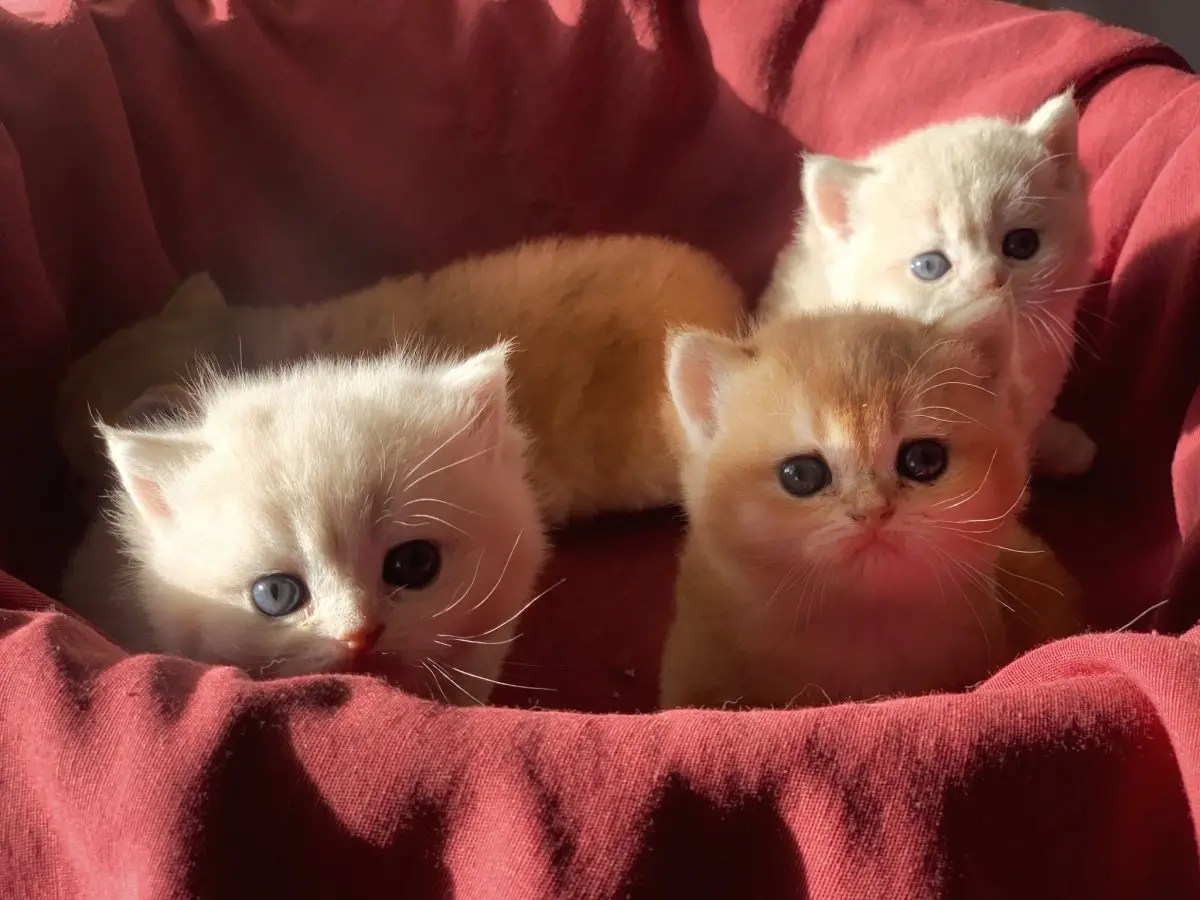 British Shorthair Golden Cy12 ve Ny12 Yavrular