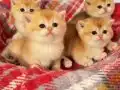 British Shorthair Golden Cy12 ve Ny12 Yavrular