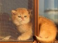 Golden British Shorthair Safkan Yavrular