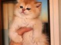 Golden British Shorthair Safkan Yavrular