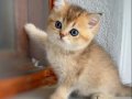Golden British Shorthair Safkan Yavrular