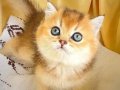 Golden British Shorthair Safkan Yavrular