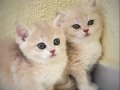 Golden British Shorthair Safkan Yavrular