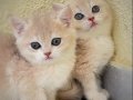 Golden British Shorthair Safkan Yavrular