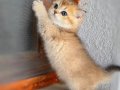 Golden British Shorthair Safkan Yavrular