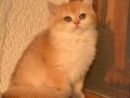 Golden British Shorthair Safkan Yavrular