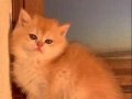 Golden British Shorthair Safkan Yavrular