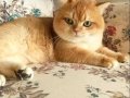 Golden Yetişkin Ny 12 Aktif Erkek