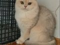 British Shorthair Ay Dişi 