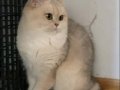British Shorthair Ay Dişi 