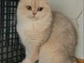 British Shorthair Ay Dişi 