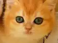 Orjinal British Shorthair Golden Yavrular