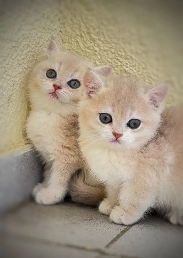 Orjinal British Shorthair Golden Yavrular