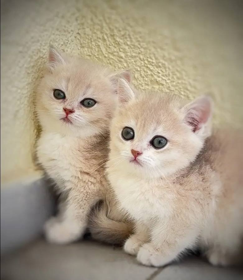 Orjinal British Shorthair Golden Yavrular