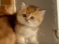 Orjinal British Shorthair Golden Yavrular