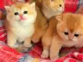 Orjinal British Shorthair Golden Yavrular