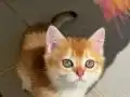 British Shorthair Golden Yavrular