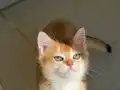 British Shorthair Golden Yavrular