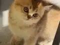 British Shorthair Golden Yavrular