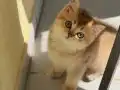 British Shorthair Golden Yavrular