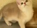 British Shorthair Golden Yavrular