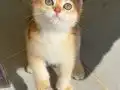 British Shorthair Golden Yavrular