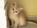 British Shorthair Golden Yavrular