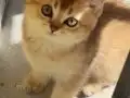 British Shorthair Golden Yavrular