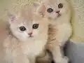 British Shorthair Golden Yavrular