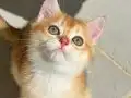 British Shorthair Golden Yavrular