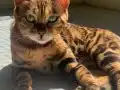 Bengal Erkek Yavru 